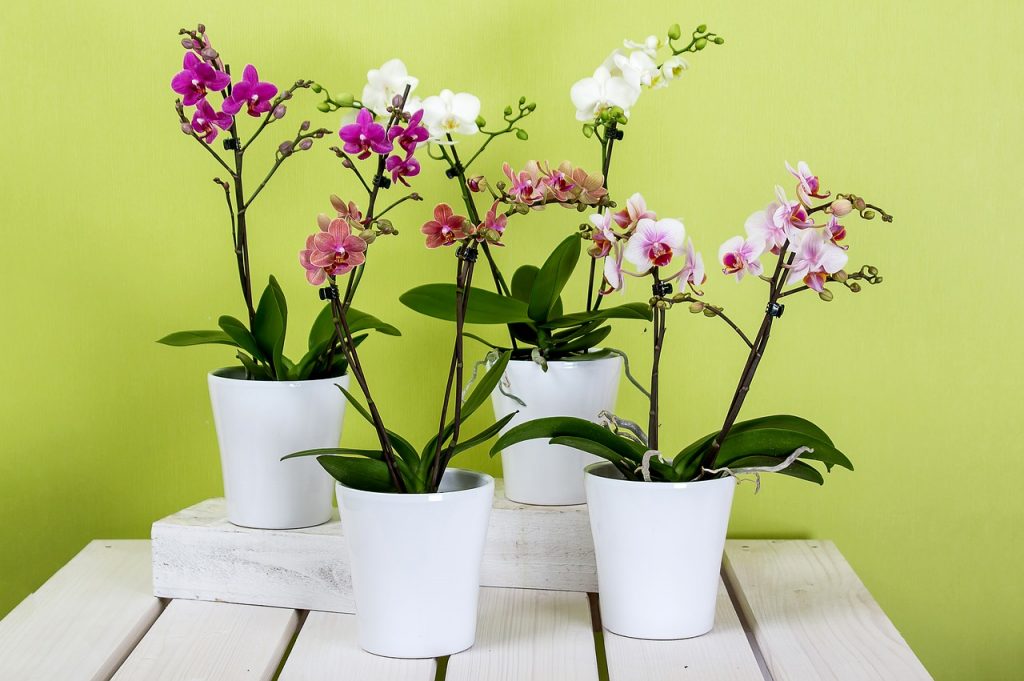 orchids, phalaenopsis, flower-595242.jpg